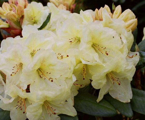 Pěnišník 'Goldinetta' - Rhododendron (R) 'Goldinetta'