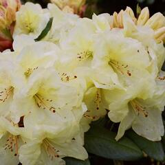 Pěnišník 'Goldinetta' - Rhododendron (R) 'Goldinetta'