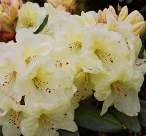 Pěnišník 'Goldinetta' - Rhododendron (R) 'Goldinetta'