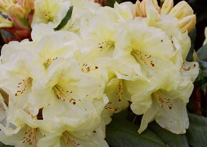 Pěnišník 'Goldinetta' - Rhododendron (R) 'Goldinetta'