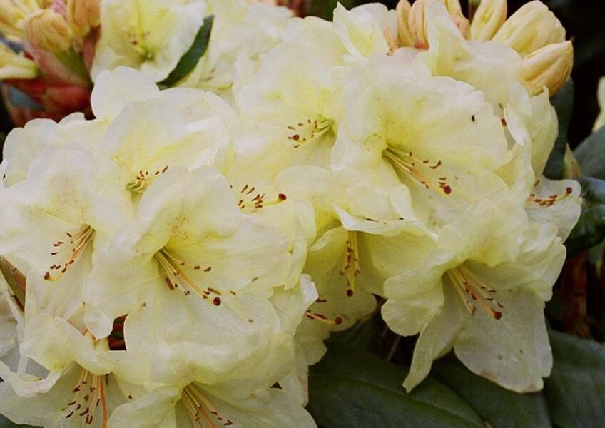 Pěnišník 'Goldinetta' - Rhododendron (R) 'Goldinetta'
