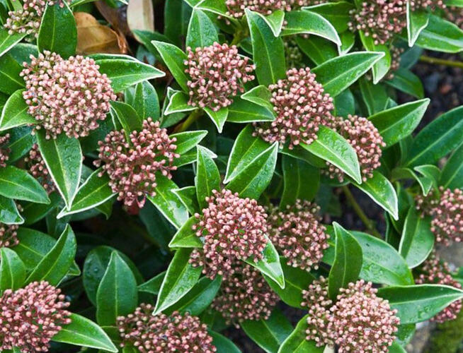 Skimie japonská 'Godrie's Dwarf' - Skimmia japonica 'Godrie's Dwarf'