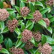 Skimie japonská 'Godrie's Dwarf' - Skimmia japonica 'Godrie's Dwarf'