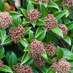 Skimie japonská 'Godrie's Dwarf' - Skimmia japonica 'Godrie's Dwarf'