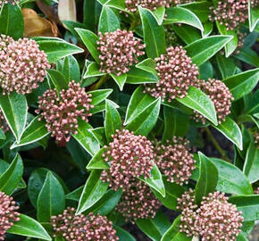 Skimie japonská 'Godrie's Dwarf' - Skimmia japonica 'Godrie's Dwarf'