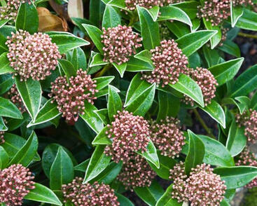 Skimie japonská 'Godrie's Dwarf'