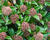 Skimie japonská 'Godrie's Dwarf'
