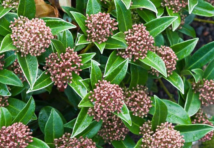 Skimie japonská 'Godrie's Dwarf' - Skimmia japonica 'Godrie's Dwarf'