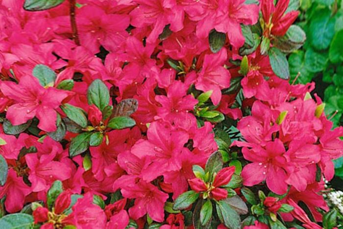 Azalka japonská 'Gorbela' - Azalea japonica 'Gorbela'