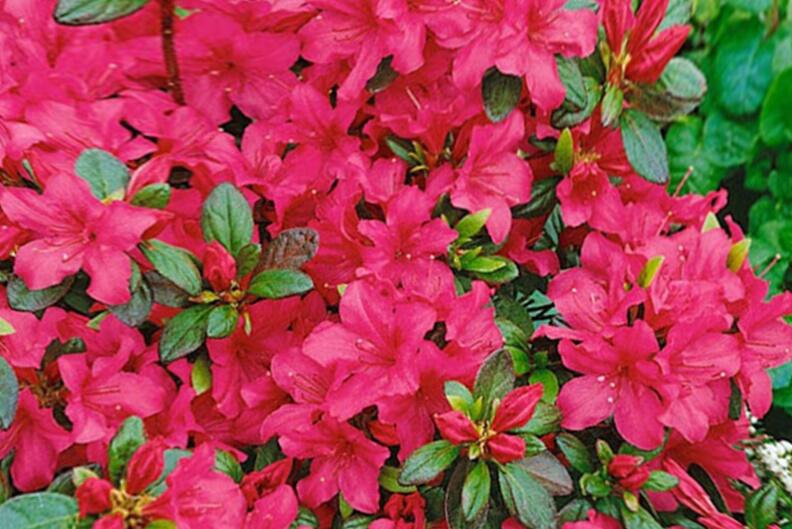 Azalka japonská 'Gorbela' - Azalea japonica 'Gorbela'