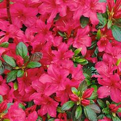 Azalka japonská 'Gorbela' - Azalea japonica 'Gorbela'