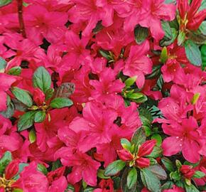 Azalka japonská 'Gorbela' - Azalea japonica 'Gorbela'