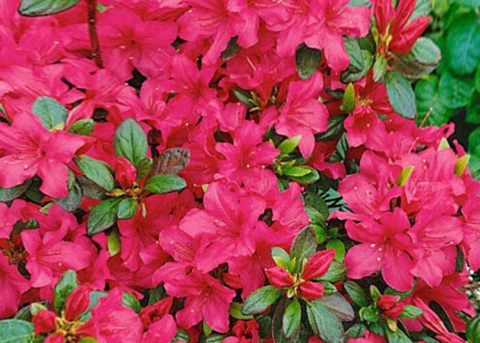 Azalka japonská 'Gorbela' - Azalea japonica 'Gorbela'