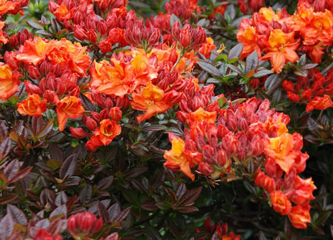 Pěnišník měkký 'Mary Poppins' - Azalea mollis 'Mary Poppins'