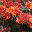 Pěnišník měkký 'Mary Poppins' - Azalea mollis 'Mary Poppins'