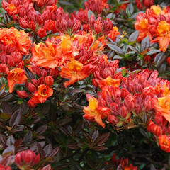 Pěnišník měkký 'Mary Poppins' - Azalea mollis 'Mary Poppins'