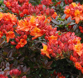 Pěnišník měkký 'Mary Poppins' - Azalea mollis 'Mary Poppins'