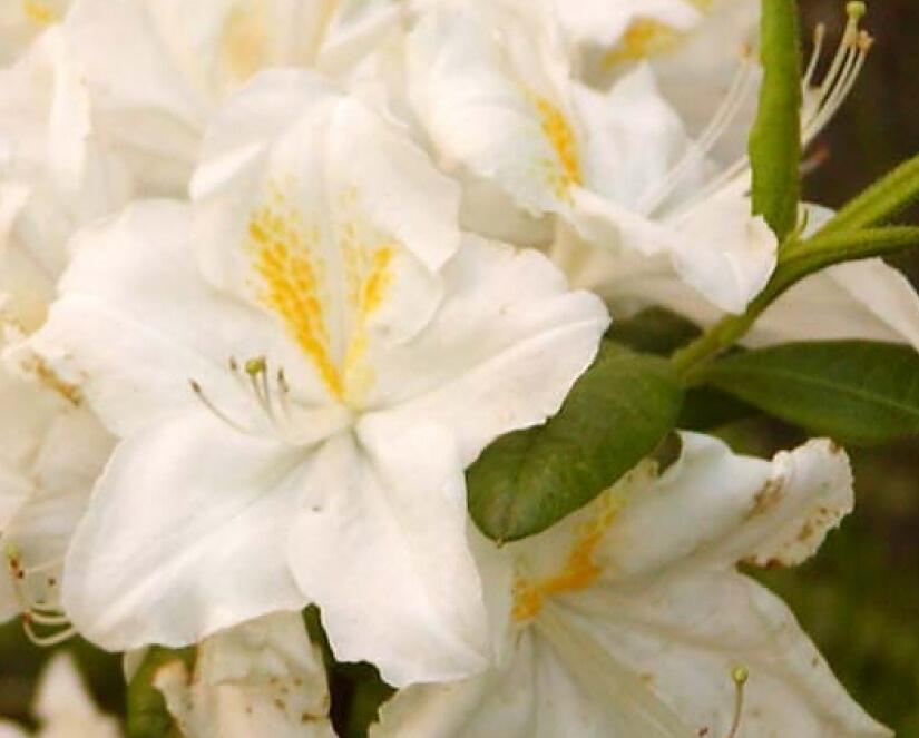 Azalka 'Oxydol' - Azalea (KH) 'Oxydol'