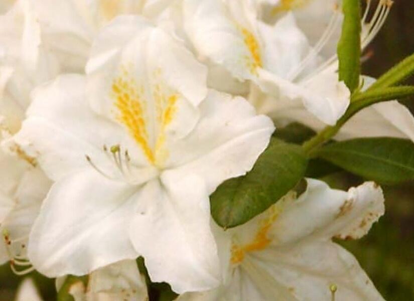 Azalka 'Oxydol' - Azalea (KH) 'Oxydol'