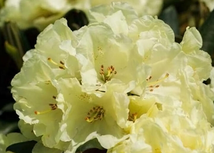 Pěnišník 'Marianne' - Rhododendron 'Marianne'