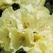 Pěnišník 'Marianne' - Rhododendron 'Marianne'
