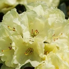 Pěnišník 'Marianne' - Rhododendron 'Marianne'