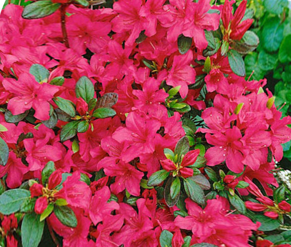 Azalka japonská 'Conchita' - Azalea japonica 'Conchita'