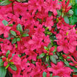 Azalka japonská 'Conchita' - Azalea japonica 'Conchita'
