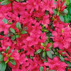 Azalka japonská 'Conchita' - Azalea japonica 'Conchita'