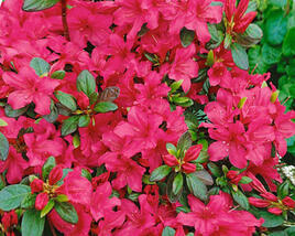 Azalka japonská 'Conchita'