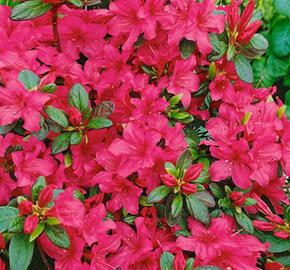 Azalka japonská 'Conchita' - Azalea japonica 'Conchita'