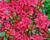 Azalka japonská 'Conchita'