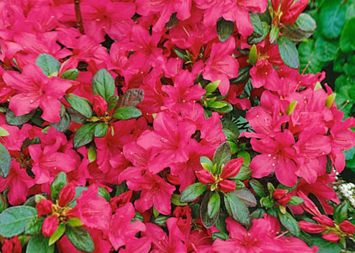 Azalka japonská 'Conchita' - Azalea japonica 'Conchita'