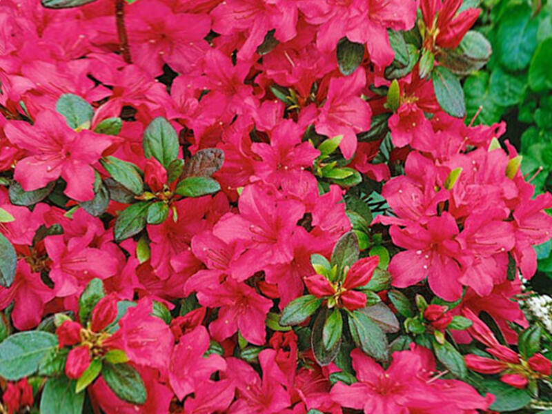 Azalka japonská 'Conchita' - Azalea japonica 'Conchita'