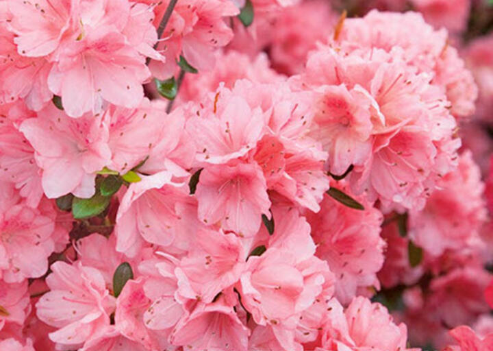 Azalka japonská 'Blaauw's Pink' - Azalea japonica 'Blaauw's Pink'