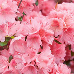 Azalka japonská 'Blaauw's Pink' - Azalea japonica 'Blaauw's Pink'