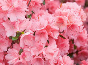 Azalka japonská 'Blaauw's Pink' - Azalea japonica 'Blaauw's Pink'