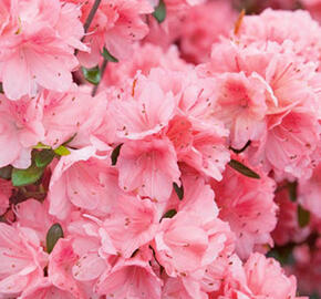 Azalka japonská 'Blaauw's Pink' - Azalea japonica 'Blaauw's Pink'