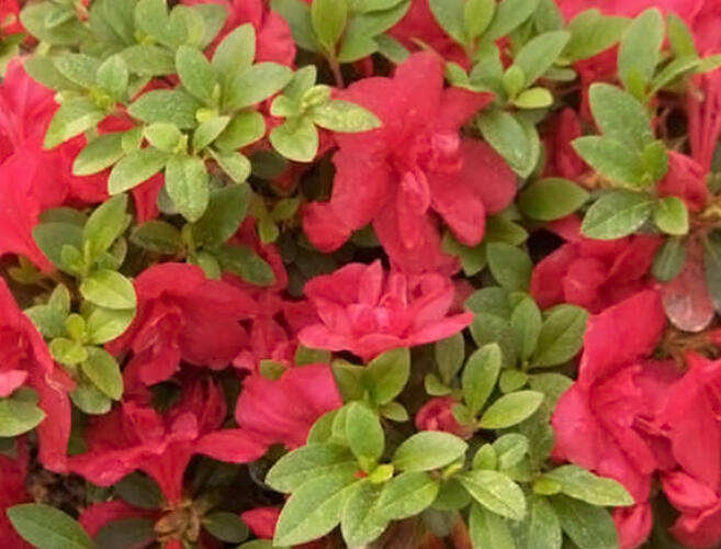 Azalka japonská 'Fete des Meres' - Azalea japonica 'Fete des Meres'