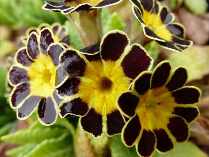 Prvosenka vyšší 'Gold Lace' - Primula elatior 'Gold Lace'