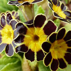 Prvosenka vyšší 'Gold Lace' - Primula elatior 'Gold Lace'