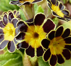Prvosenka vyšší 'Gold Lace' - Primula elatior 'Gold Lace'