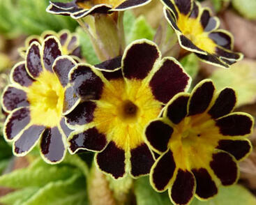 Prvosenka vyšší 'Gold Lace'