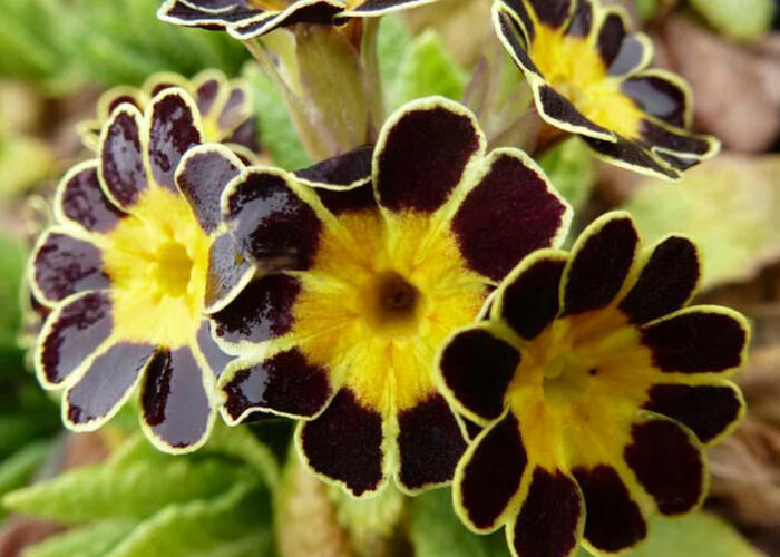 Prvosenka vyšší 'Gold Lace' - Primula elatior 'Gold Lace'