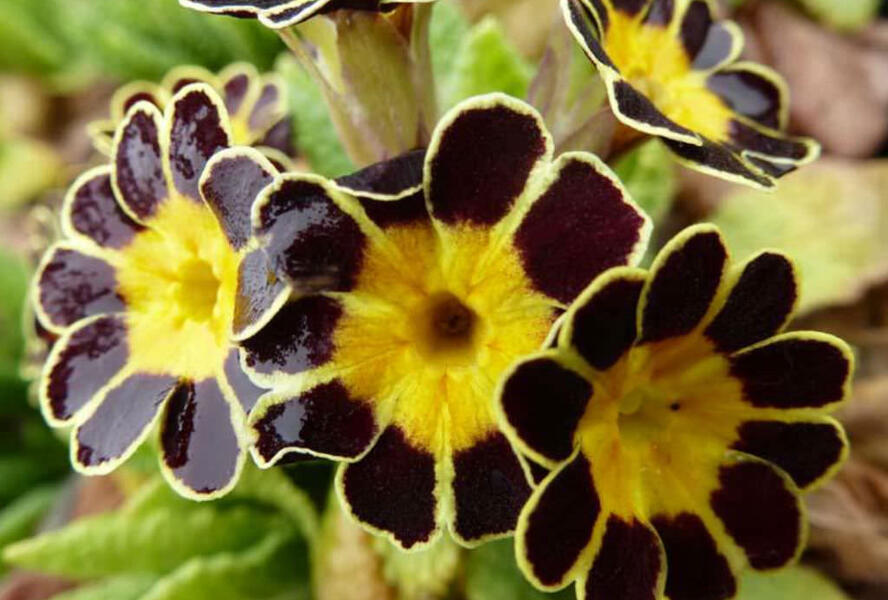 Prvosenka vyšší 'Gold Lace' - Primula elatior 'Gold Lace'