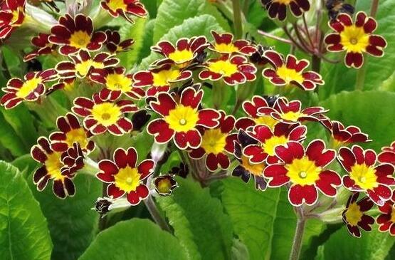 Prvosenka vyšší 'Gold Lace Scarlet' - Primula elatior 'Gold Lace Scarlet'