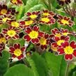 Prvosenka vyšší 'Gold Lace Scarlet' - Primula elatior 'Gold Lace Scarlet'