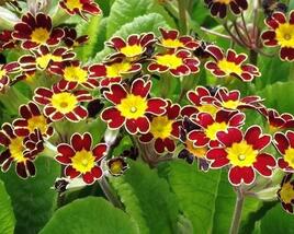 Prvosenka vyšší 'Gold Lace Scarlet'