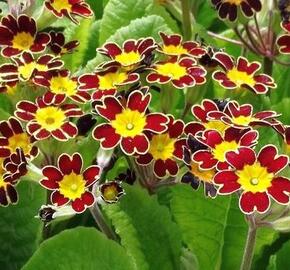 Prvosenka vyšší 'Gold Lace Scarlet' - Primula elatior 'Gold Lace Scarlet'