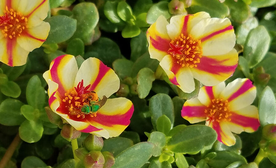 Šrucha 'Cupcake Strawbery Banana' - Portulaca umbraticola 'Cupcake Strawbery Banana'